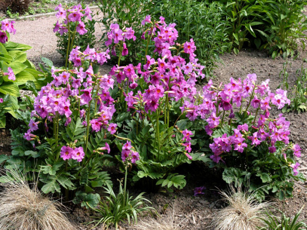 Incarvillea delavayi, Garten-Gloxinie, Freiland-Gloxinie