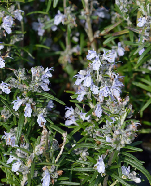 Heller Rosmarin 'Paris' , Rosmarinus officinalis