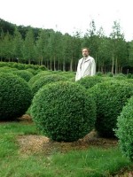 Buchsbaum-Kugel, Buxus