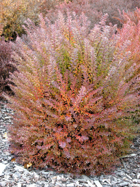 Herbstfärbung Spiere Snowmound