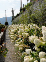 Hydrangea paniculata 'Grandiflora', Rispen-Hortensie