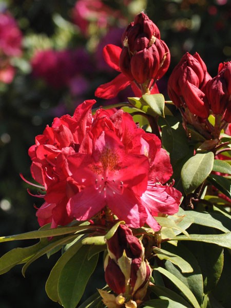 Rhododendron &#039;Junifeuer&#039;