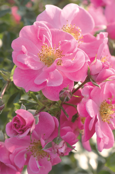 Bodendeckerrose &#039;Bienenweide-Rosa&#039; ® - Tantau