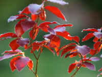 Fagus sylvatica purpurea, Blutbuche