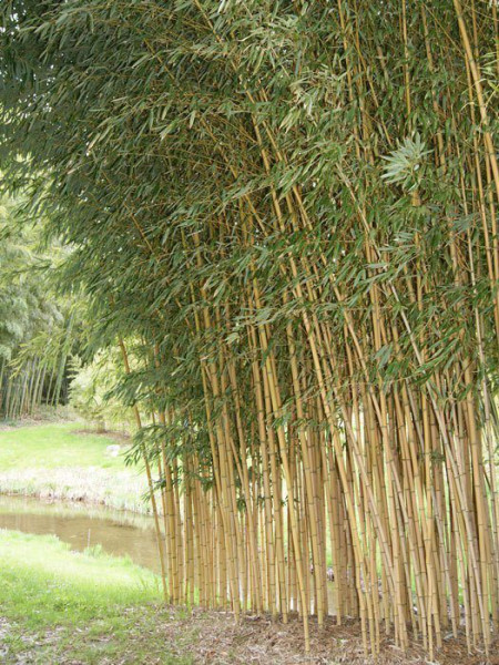 Phyllostachys aureosulcata aureocaulis, Goldener Peking Bambus