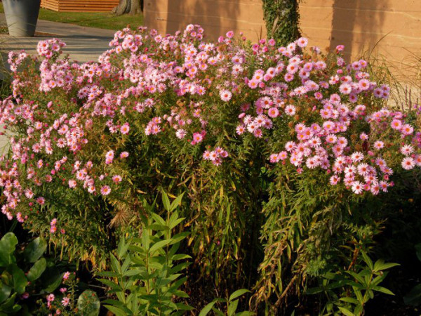 Aster novae-angliae &#039;Rosa Sieger&#039; (M), Raublatt-Aster