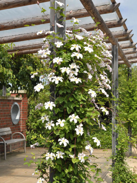 Die Clematis 'Huldine' wächst an einer Pergola hinauf