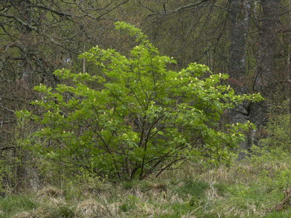 Sambucus racemosa, Traubenholunder