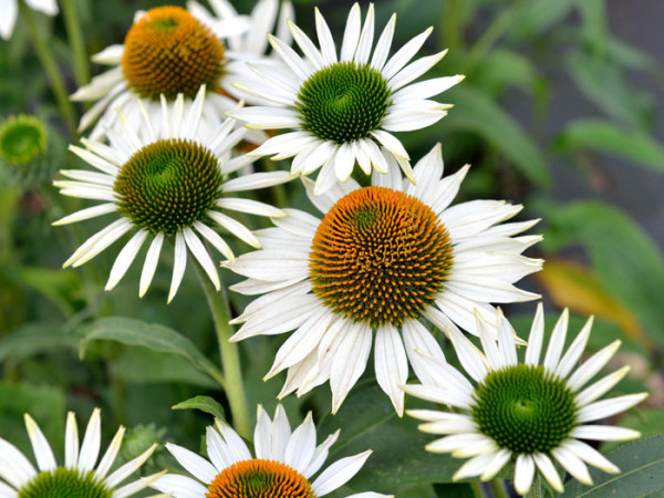 Echinacea purpurea &#039;Purity&#039;, Garten-Sonnenhut, Scheinsonnenhut