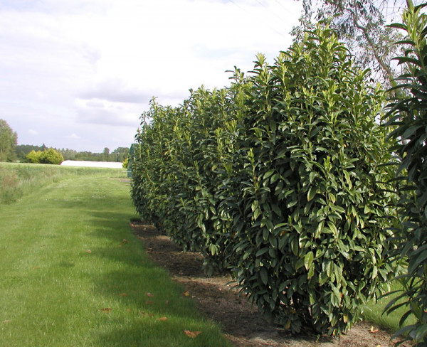 Prunus laurocerasus Genolia® &#039;Mariblon&#039;, Säulenförmiger Kirschlorbeer