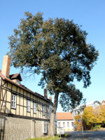 Ulmus glabra, Bergulme