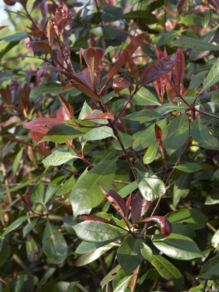 Photinia fraseri &#039;Red Robin&#039;, immergrüne rote Glanzmispel