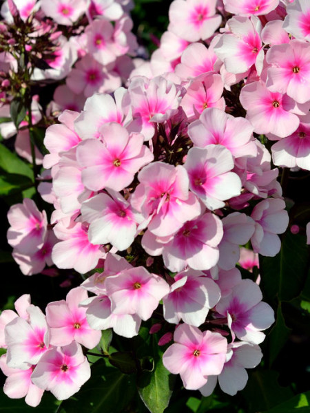 Phlox paniculata &#039;Bright Eyes&#039; (M), Flammenblume, Sommerphlox