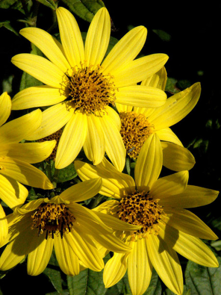 Helianthus microcephalus &#039;Lemon Queen&#039;, Kleinkopfige Sonnenblume