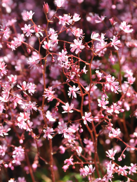 Saxifraga x urbium (Syn. umbrosa), Porzellanblümchen