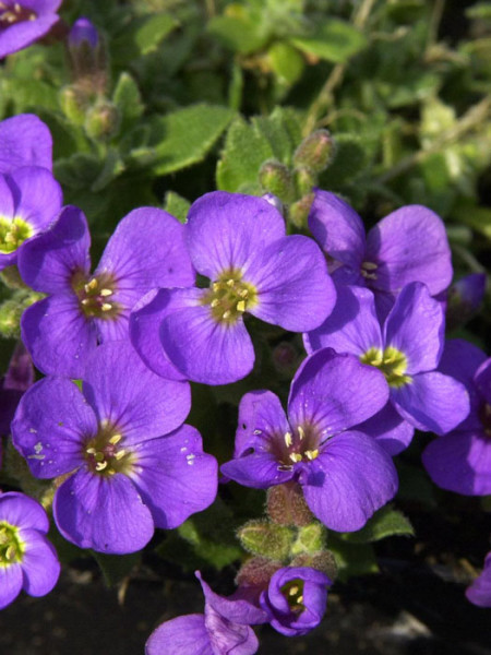 Aubrieta Hybride &#039;Tauricola&#039;, Blaukissen