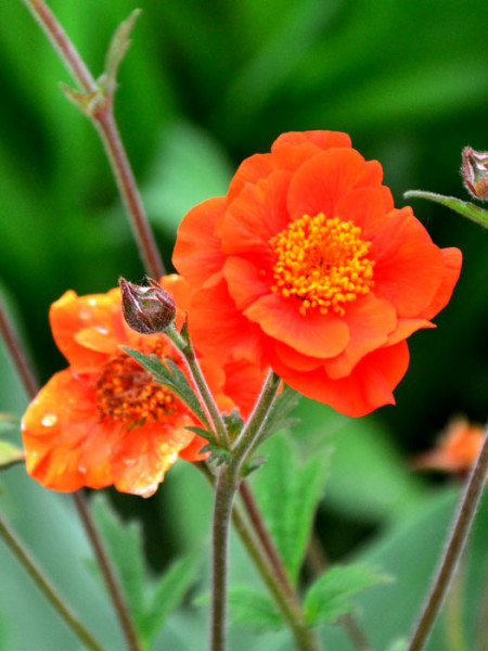 Geum coccineum &#039;Werner Arends&#039; (M), Niedriger Nelkenwurz