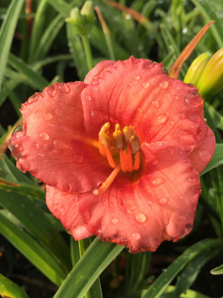 Hemerocallis Hybride 'Cosmopolitan', Taglilie