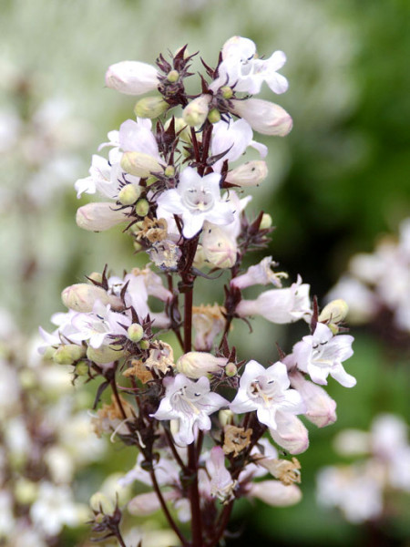 Penstemon digitalis &#039;Husker Red&#039;, Bronce-Bartfaden