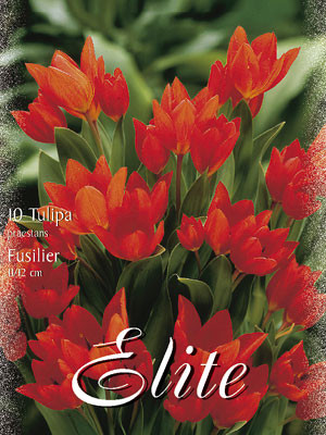 Botanische Tulpe &#039;Fusilier&#039; (Art.Nr. 595670)