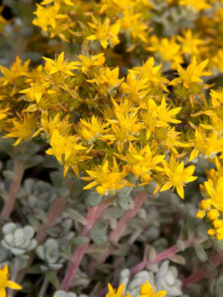 Sedum spathulifolium &#039;Cape Blanco&#039;, Silberspatel-Fettblatt, spatelblättriges Garten-Fettblatt