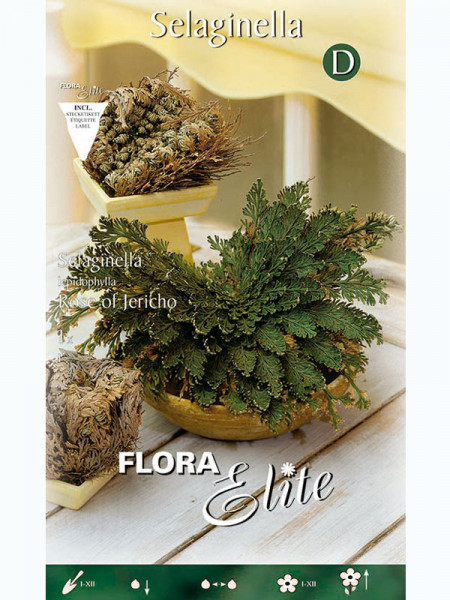 Rose von Jericho, Selaginella lepidophylla (Art.Nr. 5220600)