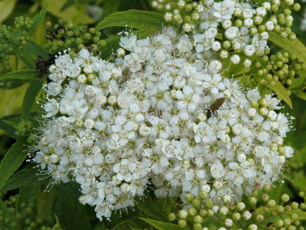 Spiraea japonica &#039;Albiflora&#039;, Weiße Zwerg-Spiere