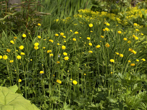 Ranunculus acris &#039;Multiplex&#039;, Gefüllter Hahnenfuß, Scharfer Hahnenfuß