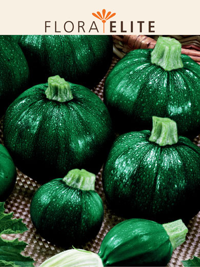 Zucchini 'Eight Ball F1' (Art.Nr. 21576)