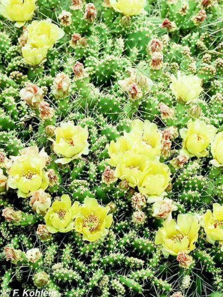 Opuntia polyacantha 'Gelb', Feigenkaktus