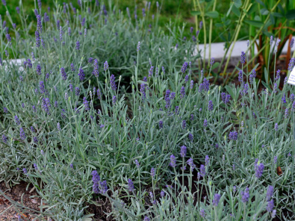 Lavandula dentata (x chaytorae) &#039;Richard Gray&#039;, Silber-Lavendel