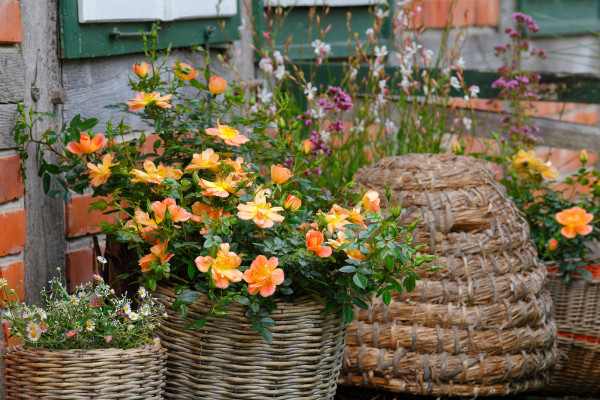 Bodendeckerrose &#039;Bienenweide-Apricot&#039; ® - Tantau