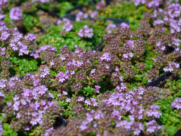 Thymus praecox var. pseudolanuginosus (M), Langhaariger Thymian, frühblühender Thymian