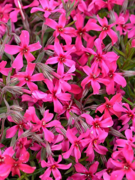 Phlox subulata &#039;Atropurpurea&#039; Polster-Phlox, Teppich-Phlox, Teppich-Flammenblume