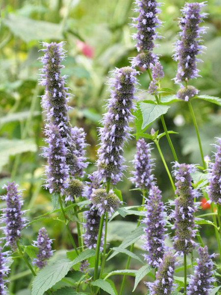 Agastache rugosa &#039;Black Adder&#039;® (M), asiatische Duftnessel &#039;Black Adder&#039;