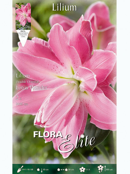 Orientalische Lilien-Hybride &#039;Lotus Wonder&#039;, Lilium (Art.Nr. 5217315)