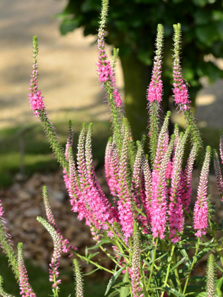 Veronica spicata &#039;Rotfuchs&#039; (syn. &#039;Red Fox&#039;), Ähriger Ehrenpreis