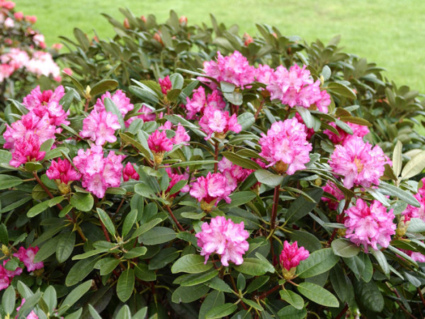 Rhododendron yakushimanum &#039;Blurettia&#039;
