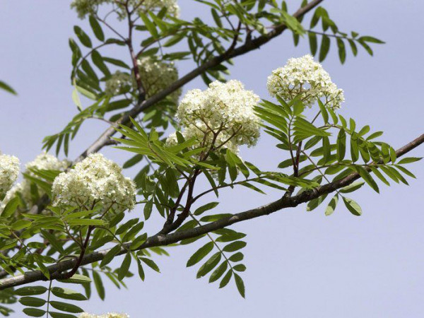 Sorbus aucuparia &#039;Edulis&#039;, Mährische (essbare) Eberesche