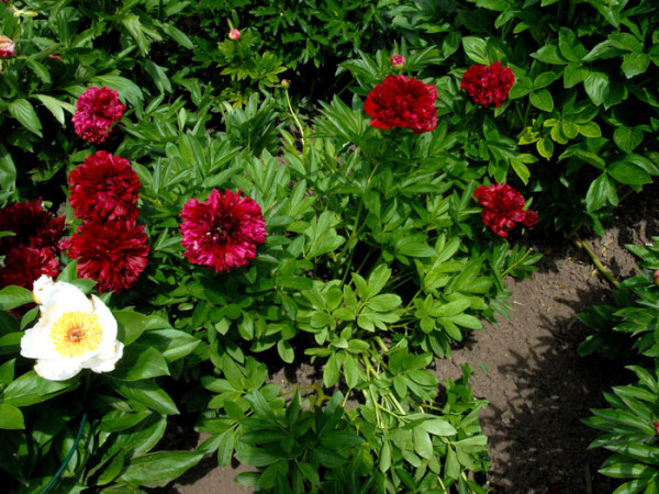 Paeonia officinalis &#039;Rubra Plena&#039;, echte Bauern-Pfingstrose