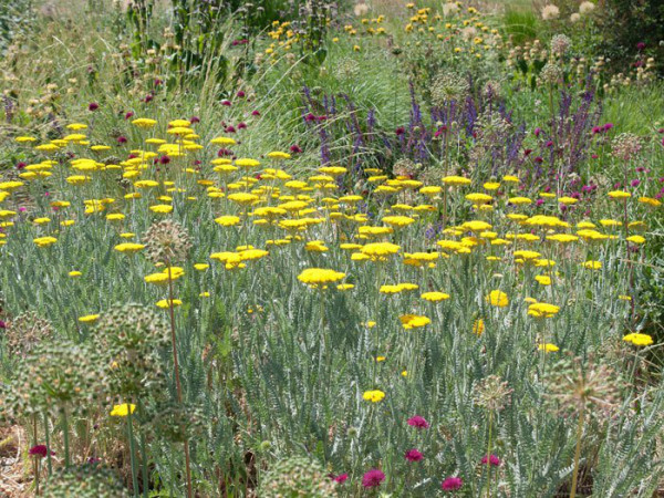 Achillea filipendulina &#039;Coronation Gold&#039; (M), Schafgarbe, Goldquirl-Garbe