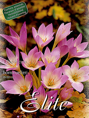 Herbstzeitlose &#039;Bornmuelleri&#039;, Colchicum (Art.Nr. 596564)