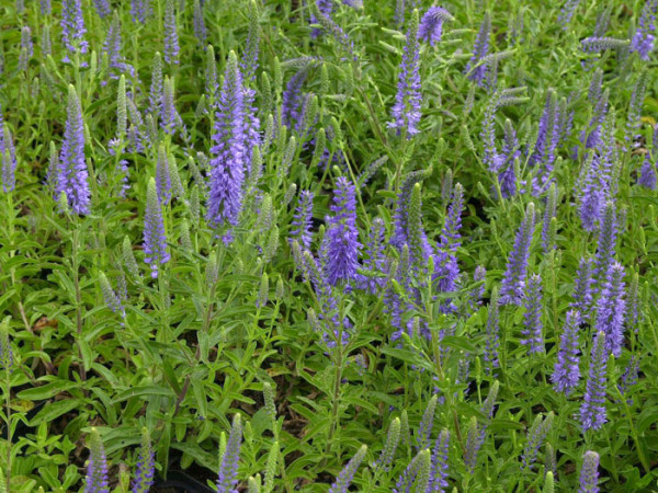 Veronica spicata &#039;Blauteppich&#039;, Zwerg-Ehrenpreis, Silberpolster-Ehrenpreis