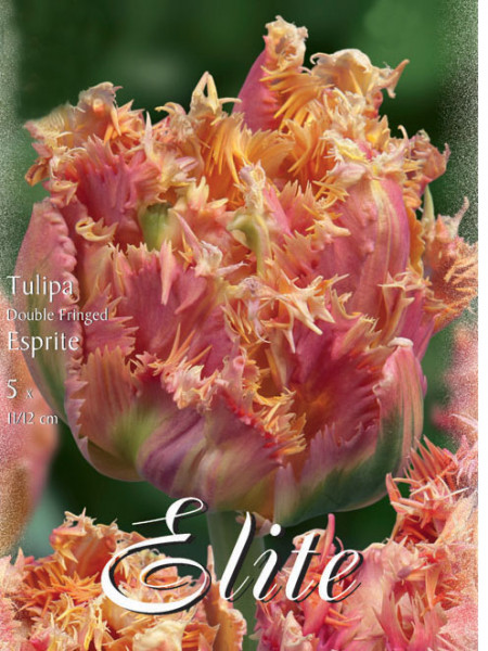 Gefüllte gefranste Tulpe &#039;Esprit&#039; (Art.Nr. 595532)