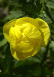 trollius-europaeus56d9804df146c