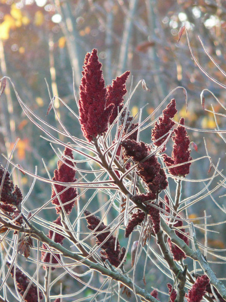 Samenstand Essigbaum