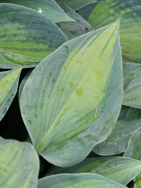 Hosta x tardia &#039;June&#039;, Blaurand-Funkie, Blaugold-Funkie, Herzblattlilie