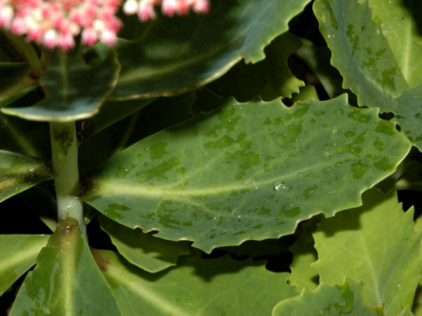 Sedum telephium &#039;Herbstfreude&#039;, Hohe Garten-Fetthenne