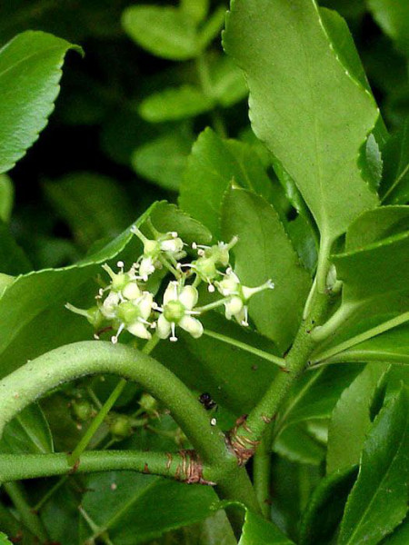 Zarte, weiße Blüte der immergrünen Kriechspindel