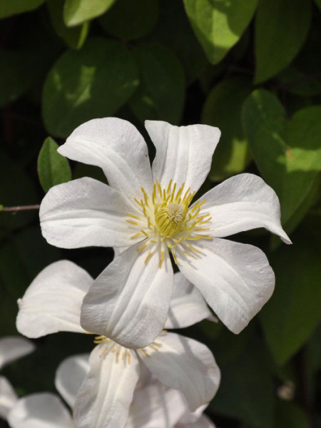 Blüte der Clematis 'Huldine'